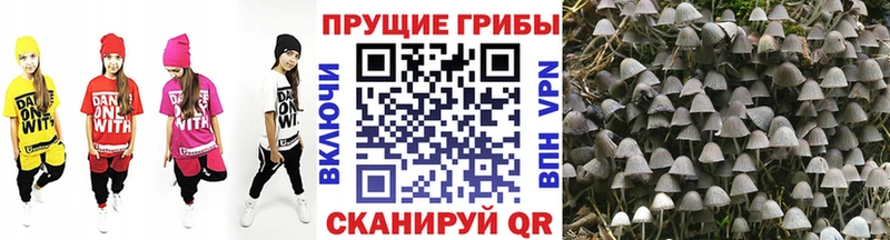 Псилоцибиновые грибы Cubensis  Купить закладки  Мензелинск 